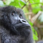  Gorilla (Congo)